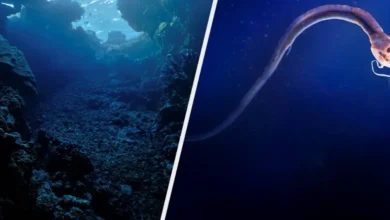 12 Amazing Facts You Didn't Know About Deep Sea Creatures