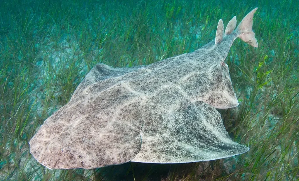 Angelshark