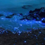 Bioluminescence