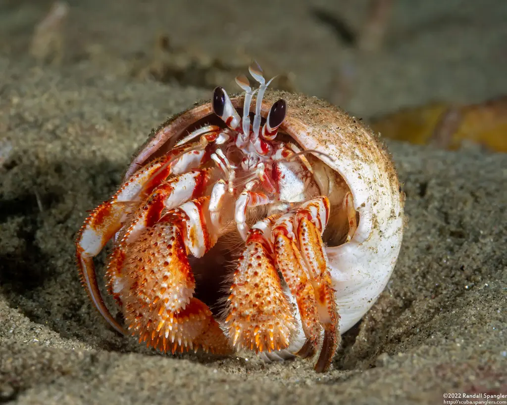 Blackeye Hermit Crab