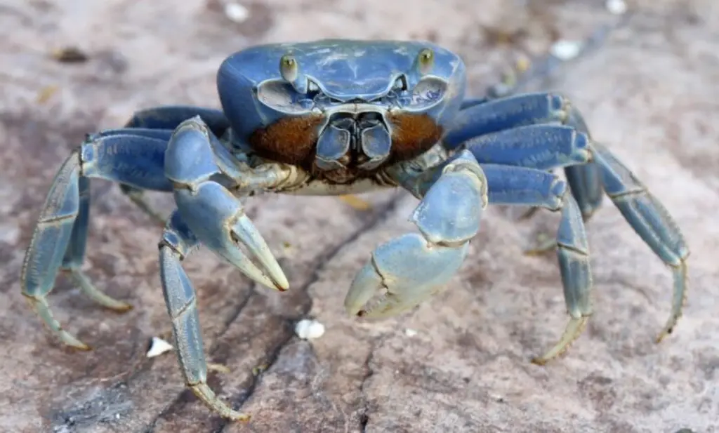 Blue Crab