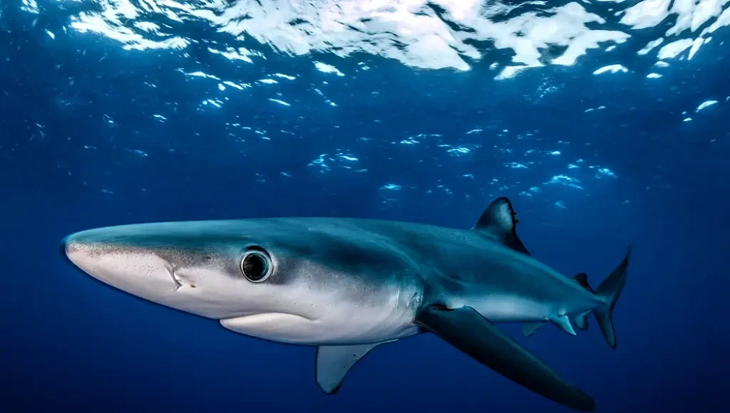 Blue Shark