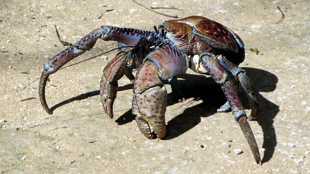 Coconut Crab