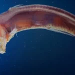 Creatures of the Abyss
