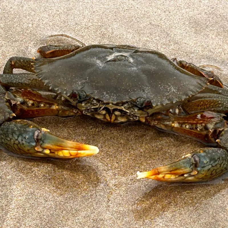 Giant Mud Crabs