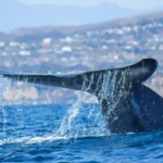Giants of the Big Blue Encounters with Whales, Dolphins, and Other Marine Mammals