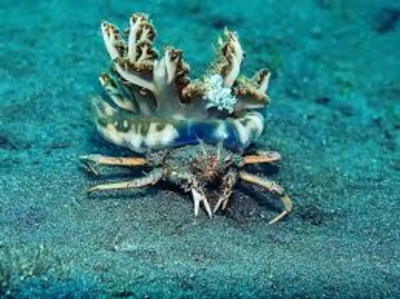 Graceful Decorator Crab