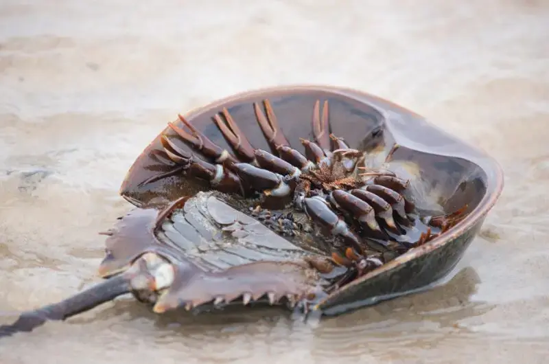 Horseshoe Crab