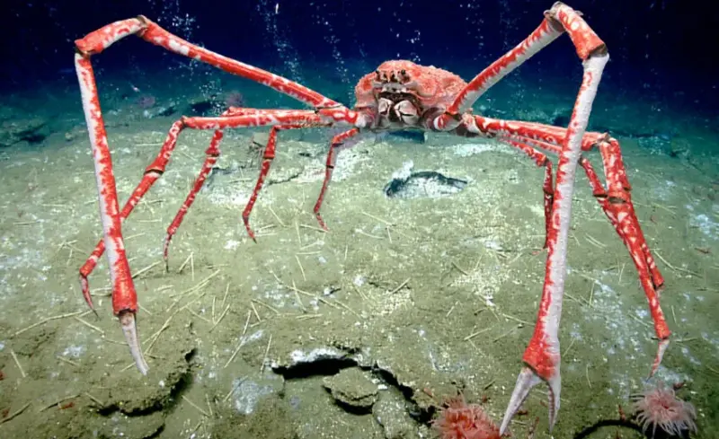 Japanese Spider Crab