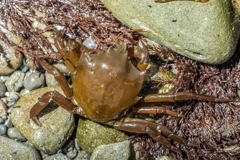 Northern Kelp Crab