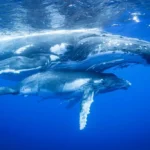 Oceanic Migrations