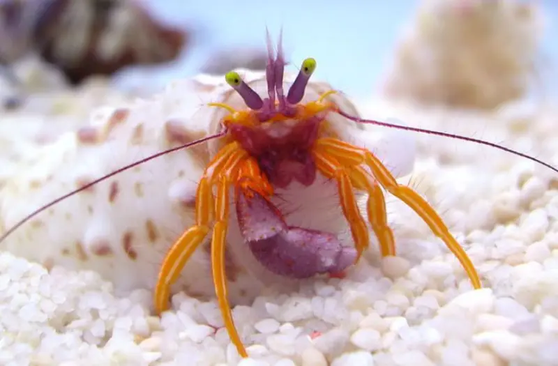 Orangeclaw Hermit Crab