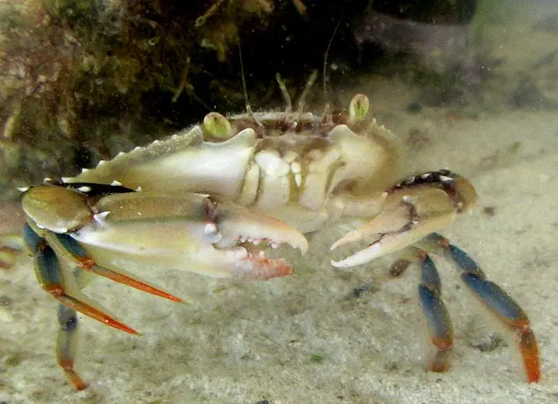 Ornate Blue Crab