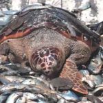 Overfishing & Bycatch