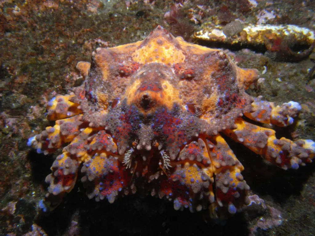 Puget Sound King Crab