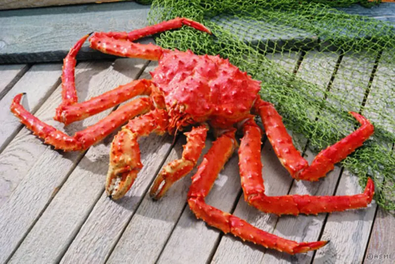 Red King Crab