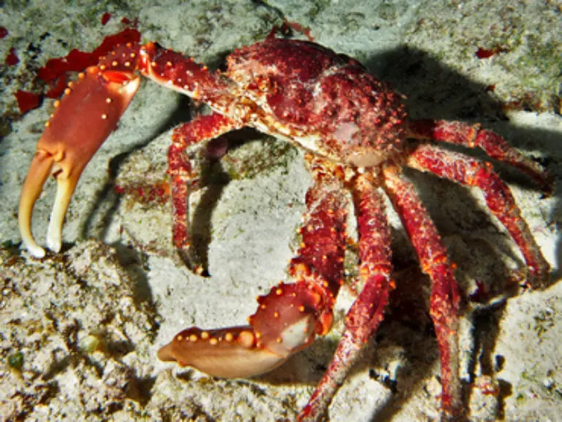 Red Ridge Clinging Crab