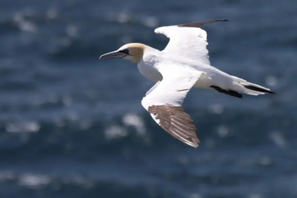 Seabirds