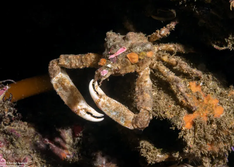 Sharpnose Crab