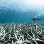The Coral Reef Crisis