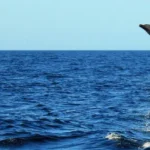 The Secret Lives of Ocean Fish