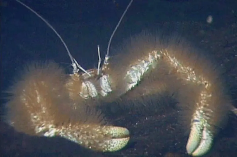Yeti Crab