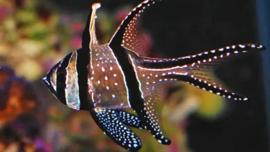Banggai Cardinalfish