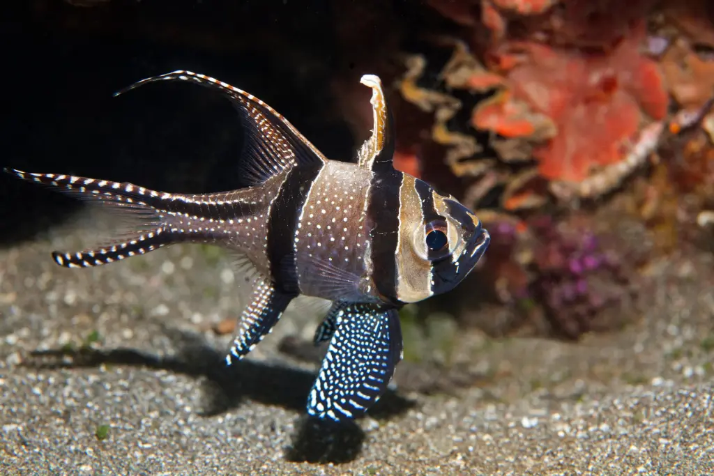 Banggai Cardinalfish