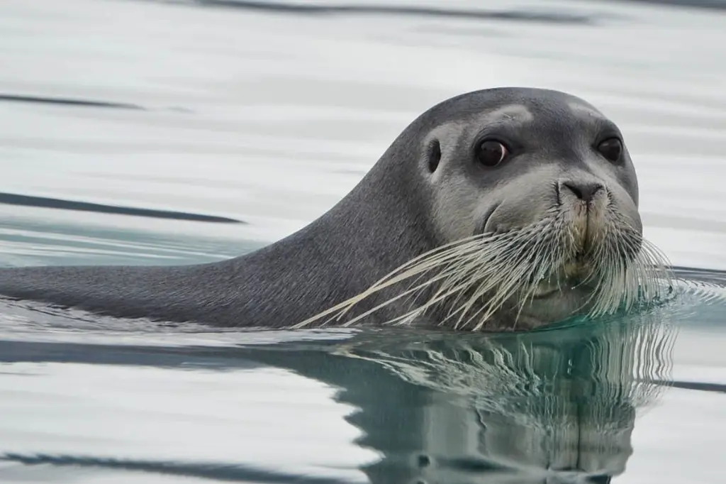 Bearded Seal