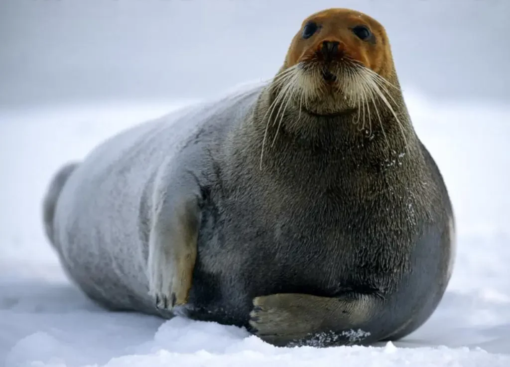 Bearded Seal