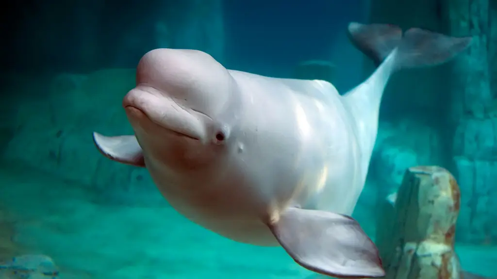 Beluga Whales