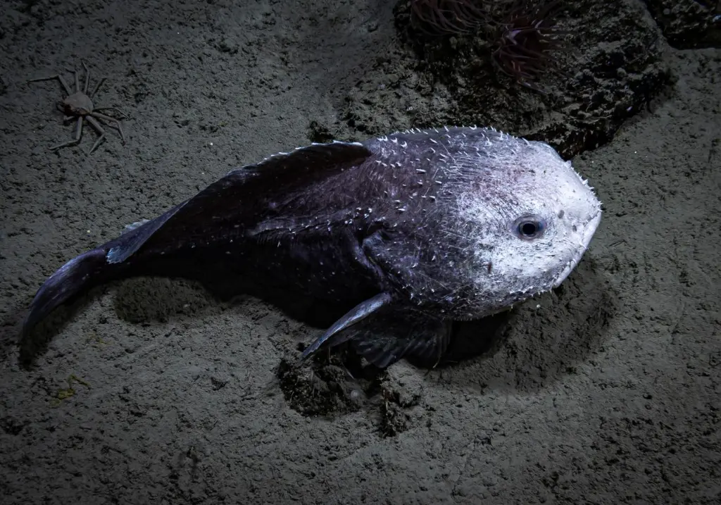 Blobfish