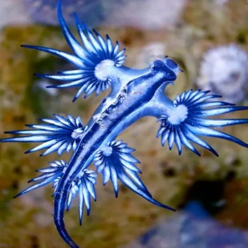 Blue Glaucus Explained: Understanding the Venomous Blue Sea Slug’s Secrets