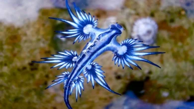 Blue Glaucus