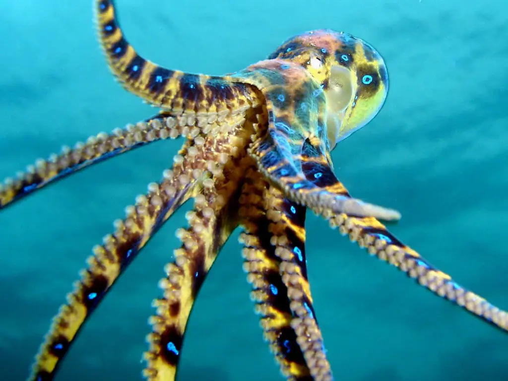 Blue Ring Octopus