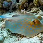 Blue Spotted Stingray