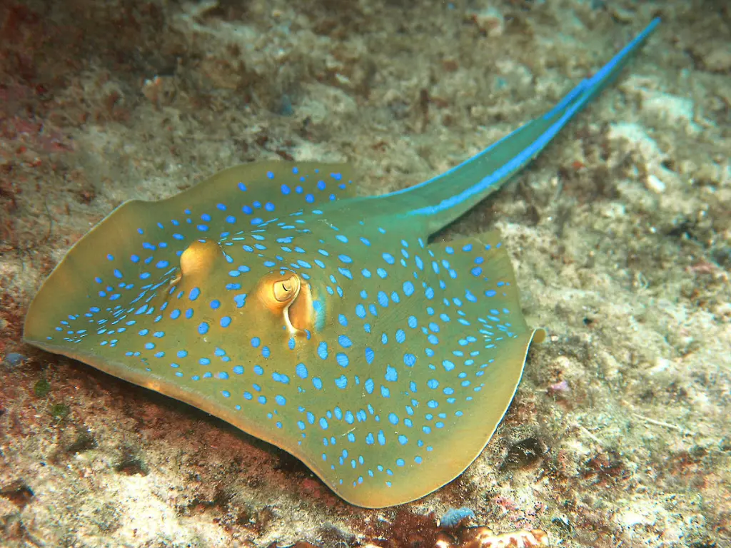 Blue Spotted Stingray