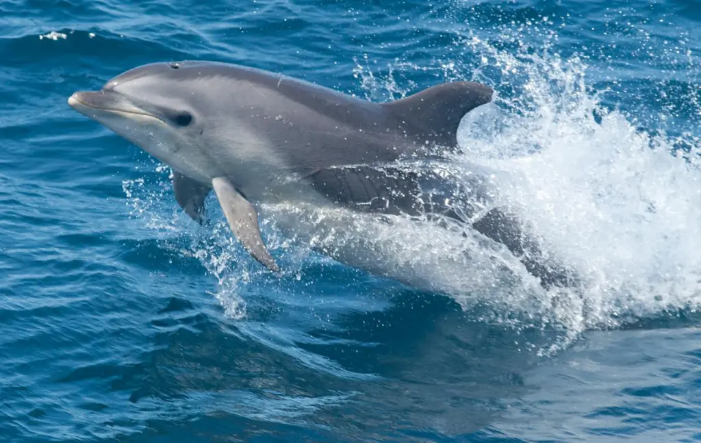 Bottlenose Dolphins