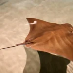 Brown Stingray