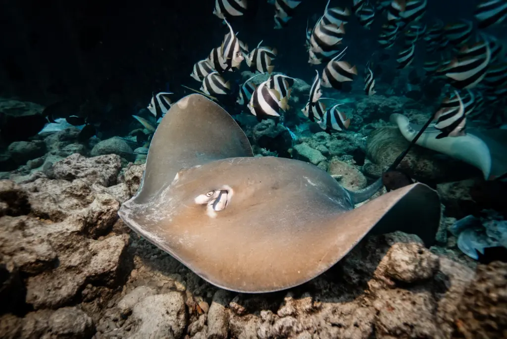 Brown Stingray