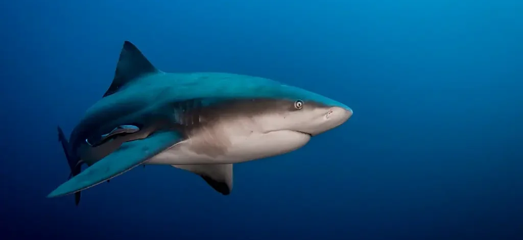 Bull Shark