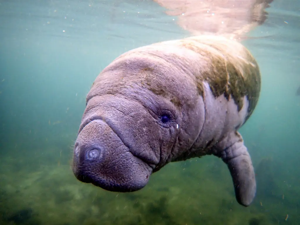 Cape Manatee