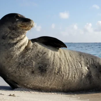 Gone But Not Forgotten: The Caribbean Monk Seal