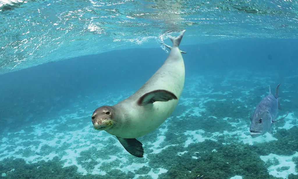 Caribbean Monk Seal