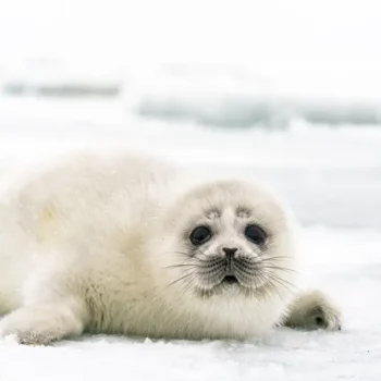 The Caspian Seal: A Unique and Endangered Creature