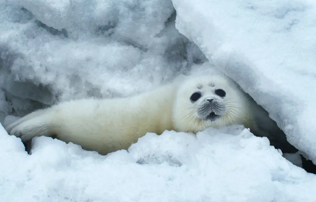 Caspian Seal