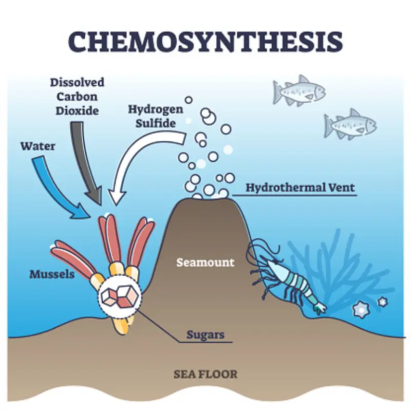 Chemosynthesis on Deep-Sea