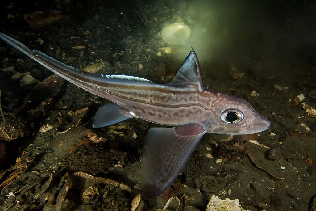 Chimaera