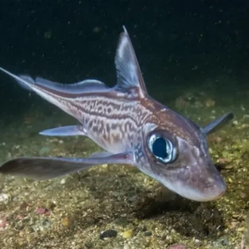 Chimaera Fish Explained: Unveiling the Deep Sea’s Mysterious “Ghost Sharks”