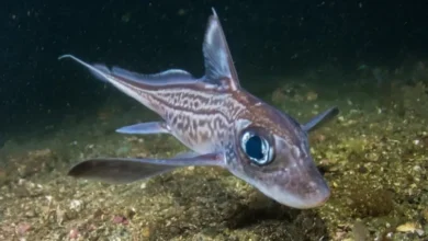 Chimaera